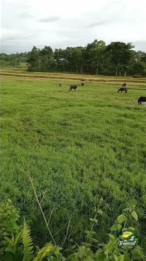 Calm Countryside Morning | Horses & Birdsong Ambience