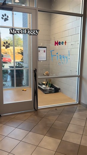 🎄 Day 11 of the 12 Days of Christmas - Shelter Edition🎄 Animal welfare means making sure every animal has access to the basics—proper nutrition, medical care, safety, and kindness. Sadly, not every dog starts life with those needs being met. This is Figgy. He was found on the side of the road and brought to us in need of major TLC. While we may not know his past, we can help shape his future. With time, proper medical attention, and compassion, healing is possible—and every animal deserves tha