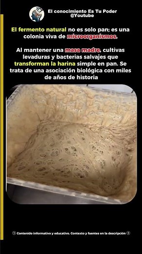 La masa madre una colonia viva de microorganismos 🦠⏳