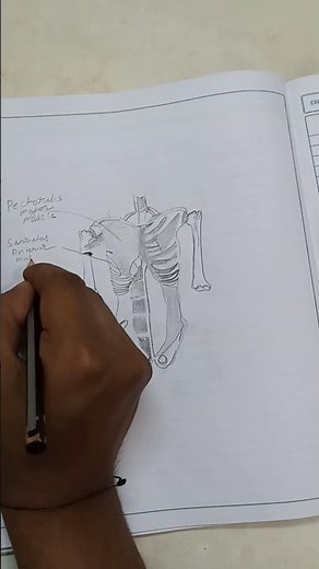 From sketch to structure — learning anatomy the right way.#anatomy #lifeisbutadream #art #biology