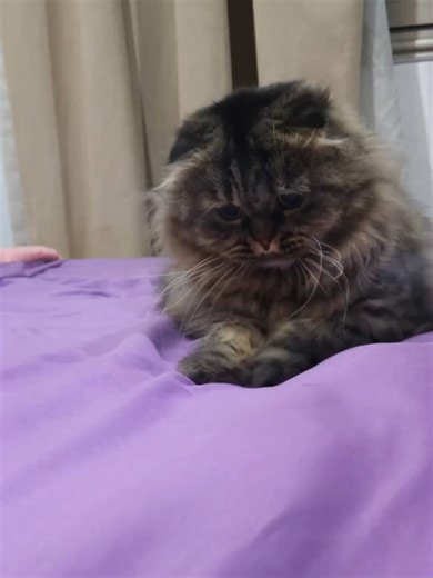 The King has officially entered the chat. 😼 His profile is toxic, but you know you’d swipe right. #cinder #badboy #scottishfold #catdating #fyp #menace #catsoftiktok #cinder #datingapp #badboy #scottishfold #fluffycat #menace #funnyvideos #viral #relationshipgoals#viral #fyp