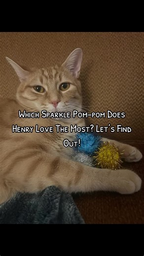 Which sparkle Pom-pom does this Orange Boy loves the most? #orangecat #cutecatsoftiktok #cutecat #orangecatsoftiktok #orangecatssupremacy #tabbycatsoftiktok #orangetabbycatsoftiktok #ilovemycat #orangecatthings #orangecatbehavior #orangecatenergy #ilovemypets #foryoupage #foryou #foryourpage #frypgシ #foryou #frypage