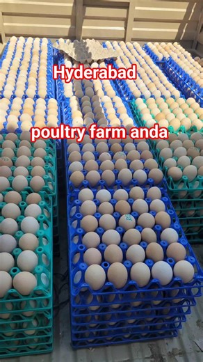 poultry Anda15k #poultryfarm #poultry #viralshorts #viralvideo