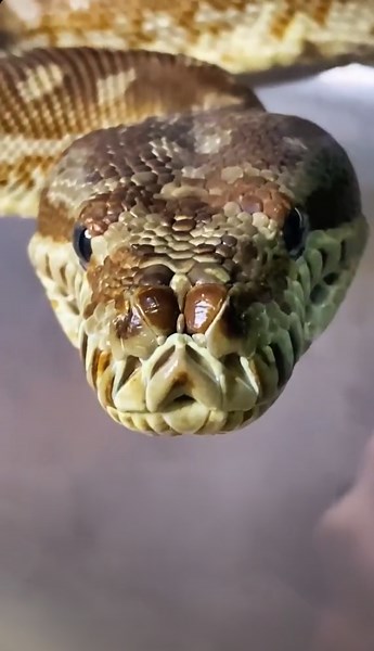 Snake Fun Facts!