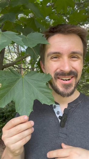 18K views · 426 reactions | We all know that plantsare green because...