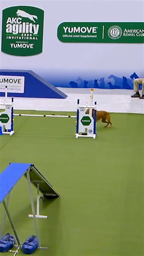Scorch was on FIRE 🔥 at the 2024 AKC Agility Invitational! The Vizsla took home the 20" division win. Tune into the 2025 AKC Agility Invitational on Christmas Day at 2:30 PM ET on ESPN 2! | American Kennel Club