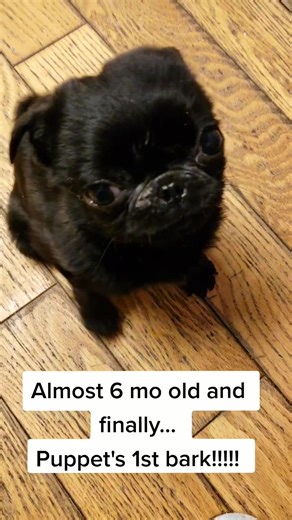 Puppy Pug Barking Sound Play | Cute Funny Pug Puppet Compilation