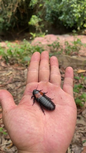 The development process of a cockroach