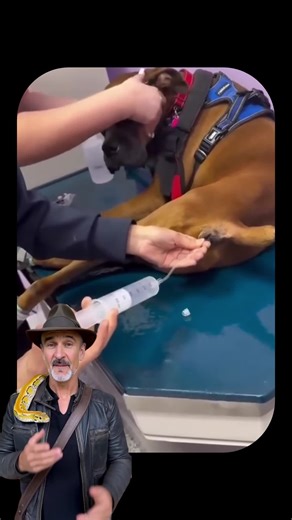 Essential Tips for Caring for Your Dogs