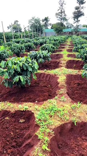 Sistem perkebunan Kopi di negara no 2 penghasil kopi terbesar di dunia✍️ #coffeefarmer #petanikopi #kebunkopi #viralvideo #fyp