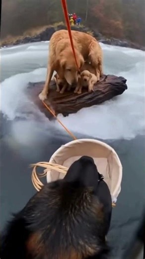 ANIMAL WARNING TO HUMANS — HERO DOG SAVES MOTHER AND PUPPIES #dogrescue #dog #pets #animals