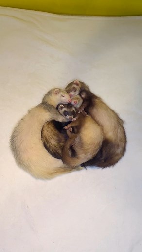 Ferret naps are already the cutest thing ever… but today they really said “educational content” 😂✨ They snuggled into the sweetest alphabet shapes all on their own, and I couldn’t stop smiling. Thank you for being here, laughing with us, and sharing this cozy moment — we appreciate you more than you know 💛 | Floofnoodles