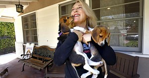 After being rescued from abuse at a Virginia plant, these beagles enjoy their new lives in Valley Village.