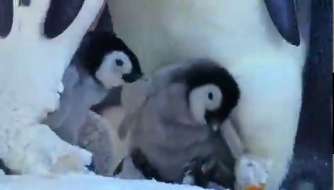 Dad penguin is tired of a bully picking on his kid