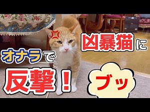 噛みつき凶暴猫にオナラで反撃してみたw