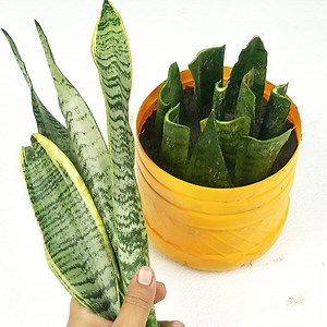 842K views · 1.6K reactions | Propagation of Snake Plant using Leaf Cuttings in Soil | Sansevieria Propagation | Rana Craft | Facebook