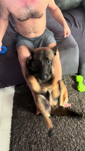 Our Malinois, Charlie. Charlie is comfy! Чарли удобно