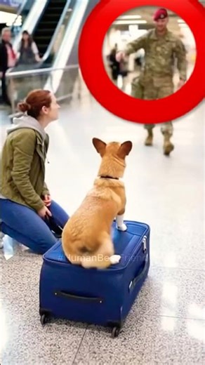 Dog Doesn't Recognize Soldier at Airport… Then This Happens 😭 #heartwarmingreunion #heartwarming
