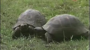 1985 STV Christmas Tape.