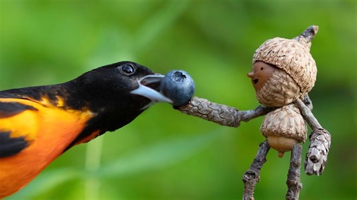 Becorns, Adorable Little People Made Out of Acorns That Interact With Wildlife