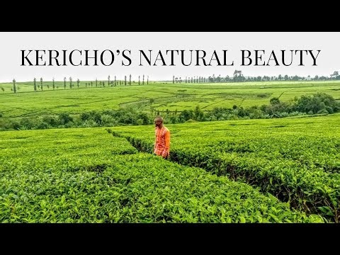 Kericho’s Natural Beauty: River, Tea Farm & Exotic Hotel Tour
