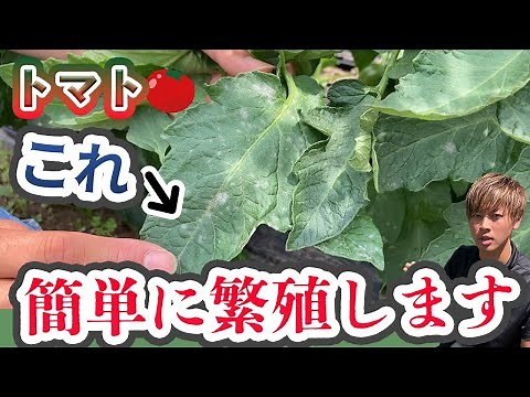 [Tomato] Explaining how to prevent and treat powdery mildew! Check it out now!