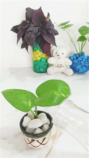 Mini pothos Decoration in cup💙 | Easy Home Decor Idea#gardening #garden