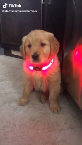 Meet Summer, the 7 Week Old Golden Retriever Puppy!