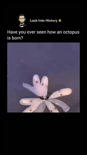 51K views · 98 reactions | The Mind of the Ocean  Octopuses aren’t...