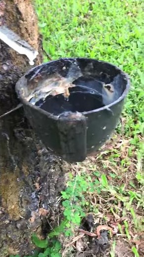How to extract rubber from a rubber tree