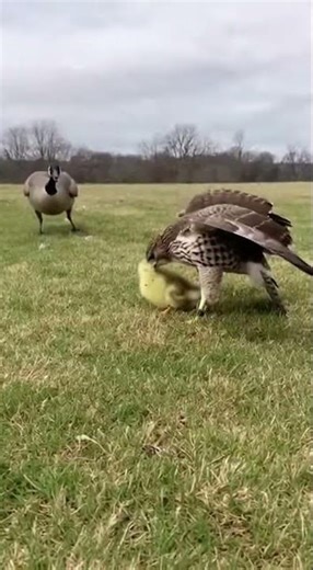 Can a Mother Goose Fight a Hawk to Save Her Baby?