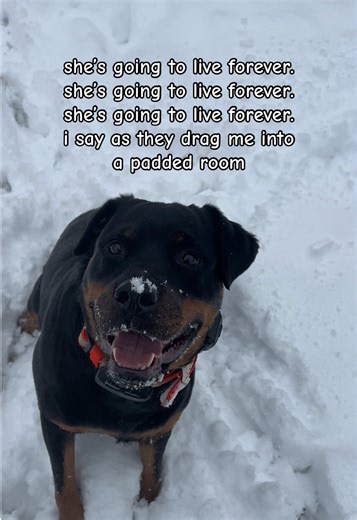 what do you mean she won’t live until 70 years old 😭 #fypシ゚viral #foryoupage #dogsoftiktok #rottweiler #dog