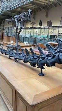 Diplodocus