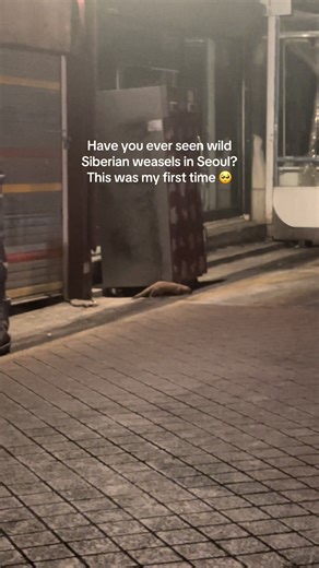 Wild siberian weasels in Korea 🥺🫶🏼 and at some point they reunited and started running together 😭 my heart... #weasel #walking
