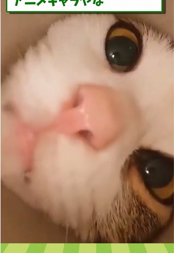 ネコの動画でクスッと笑える瞬間15選