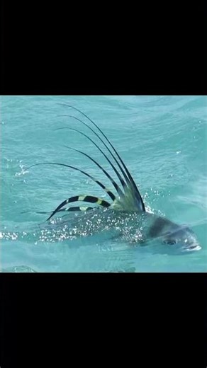 #gilamancing#mamcingliar#mancing#mancing#mancingmantap#mancingmania