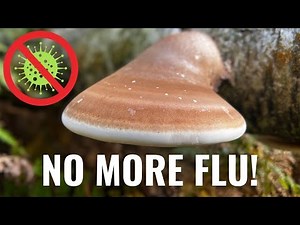 Exploring Birch Polypore: The Wonder Fungus of the Woods