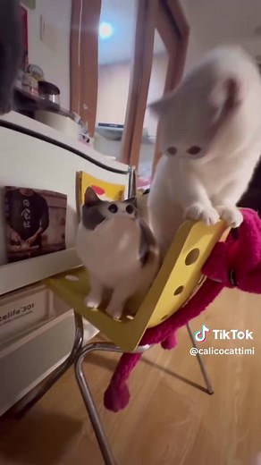 The Cutest Cat Meep Meme Ever!