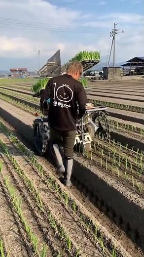 Modern ! begini cara tanam bawang di jepang