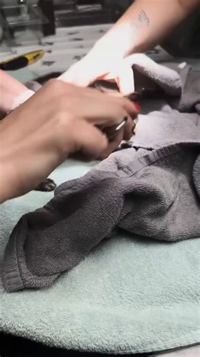 Home Land Rescue on Instagram: "First Bot Fly larva removal gift for vet tech week 🫢🫢 #vetmed #vettechweek #botfly"