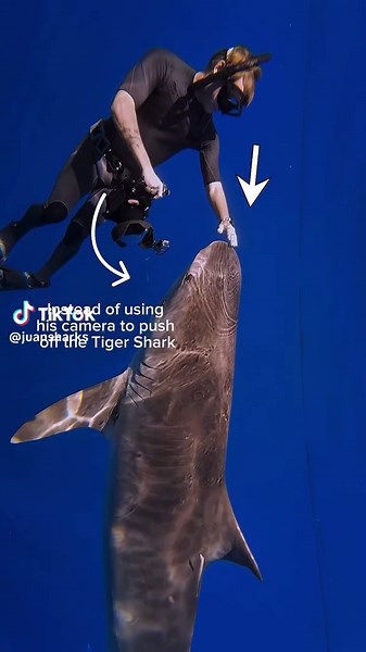 Gentle Shark Care: Hand-Guided Safety Techniques