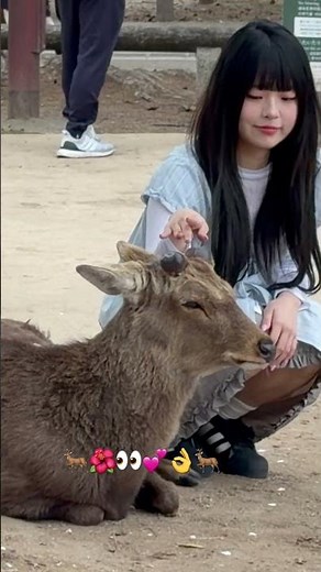 みんなが大好きな可愛い鹿の瞬間🦌🌸