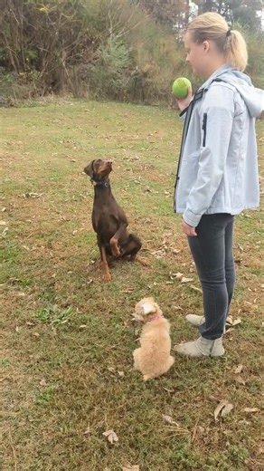 Working on recall through fetch. This red Doberman female gets along well with little dogs. 🥰 Very loving and smart. | Tackleberry Dobermans