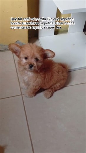 ya saben qué tan linda está mi perrita 🥹 #humor