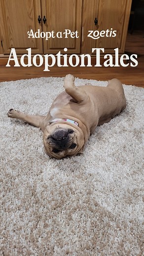 5.7K views · 312 reactions | Our favorite adoption tales are the ones that leave us asking, “who rescued who?” ❤️ Head to our link in bio for adoption resources from @zoetispetcare and help incredible dogs like Bessie find their happily ever after. | Adopt a Pet | Facebook