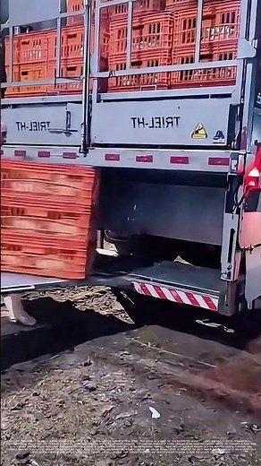 Loading Livestock: How Efficient Transport Keeps Animals Safe