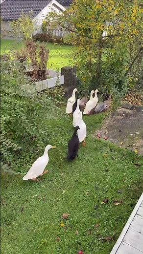 Ducks run from camera🦆