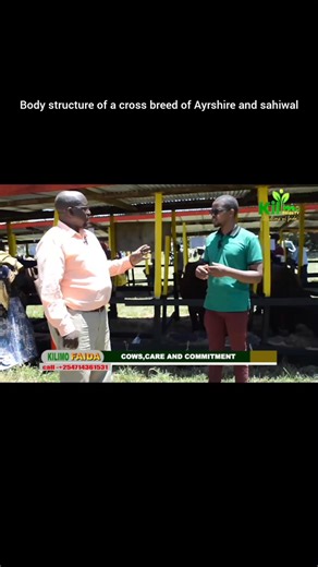 56K views · 625 reactions | #kenyadairyfarming #cowsfarm #eastafrica #milking #milkingcows #milkingtime #farmlife #farm #farming #farmtok #dairyfarm #dairyfarming | Kilimo Faida Tv | Facebook
