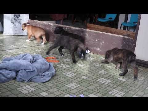 Boxer Puppies For Sale