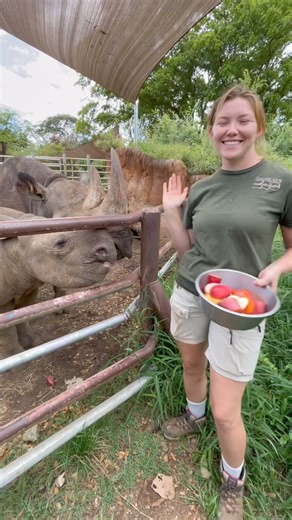 9.5K views · 179 reactions | High five ️ to our fantastic team of zookeepers and animals here at the Honolulu Zoo! #NationalHighFiveDay #highfive #goodjob #zoocrew #zoos #thehonoluluzoo #honoluluzoo #honolulu #hawaii | The Honolulu Zoo | Facebook